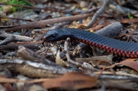 Pakobra cervenobricha - Pseudechis porphyriacus - Red-bellied Black Snake o5619